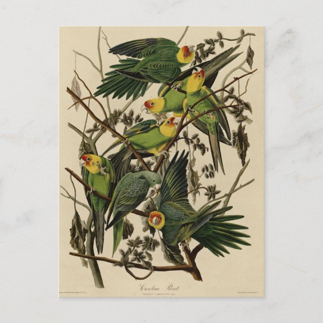 Postal Carolina Parrot de Aves de América de Audubon (Anverso)