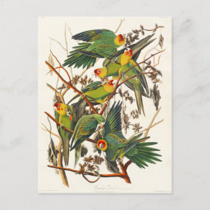 Postal Carolina Parrot John Audubon