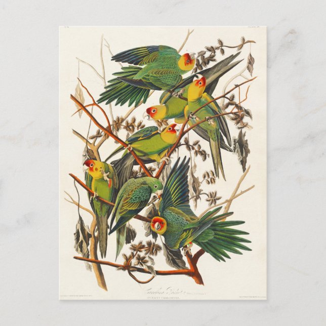 Postal Carolina Parrot John Audubon (Anverso)