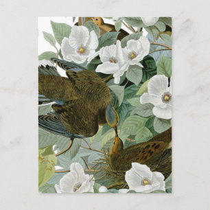 Postal Carolina Pigeon Audubon Morning Dove Bird