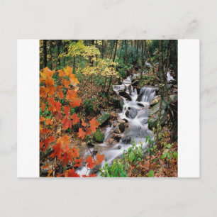 Postal Carolina Stream
