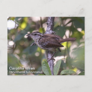 Postal Carolina Wren