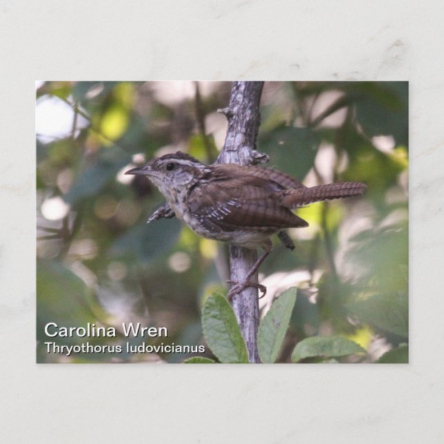 Postal Carolina Wren (Anverso)
