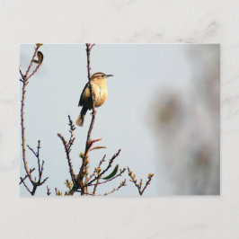 Postal Carolina Wren