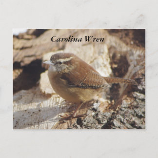 Postal Carolina Wren