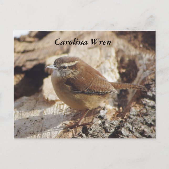 Postal Carolina Wren (Anverso)