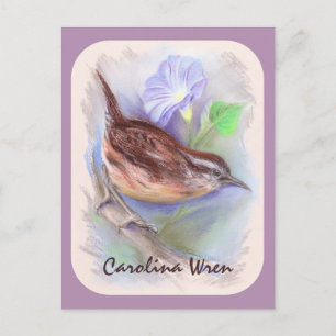 Postal Carolina Wren con flores de gloria matutinas