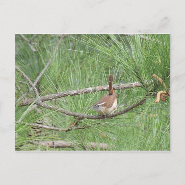 Postal Carolina Wren en un árbol de pino (Anverso)