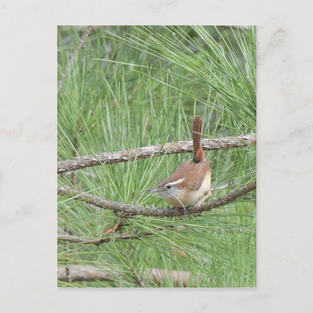 Postal Carolina Wren en un árbol de pino (Anverso)