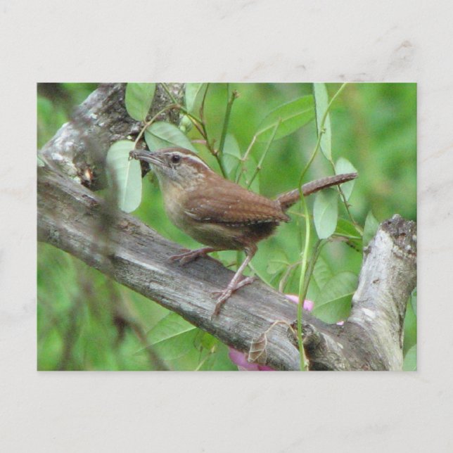 Postal Carolina Wren Postcard (Anverso)