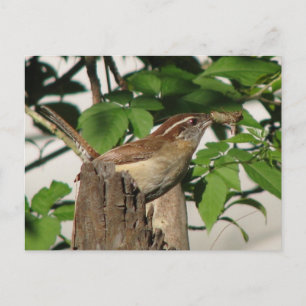 Postal Carolina Wren Postcard
