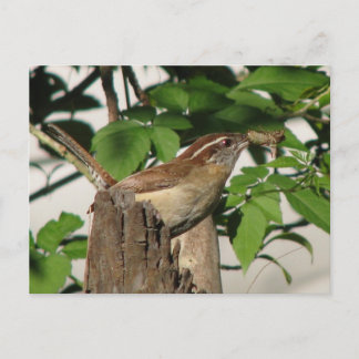 Postal Carolina Wren Postcard