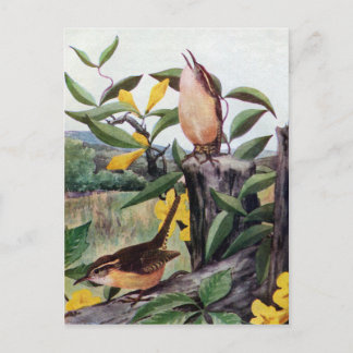Postal Carolina Wrens y la jessamina amarilla
