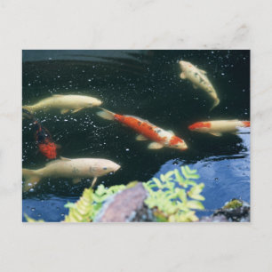 Postal Carp