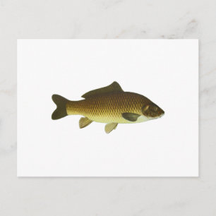 Postal Carp