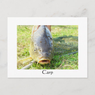 Postal Carpa - Karpfen - Ponty
