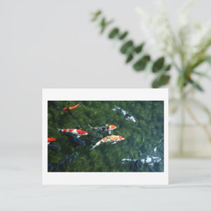 Postal Carpa Koi: Japón