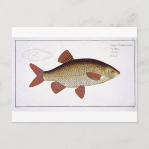Postal Carpa roja (Eritroftalmus Cyprinus)