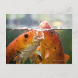 Postal Carpas de Koi