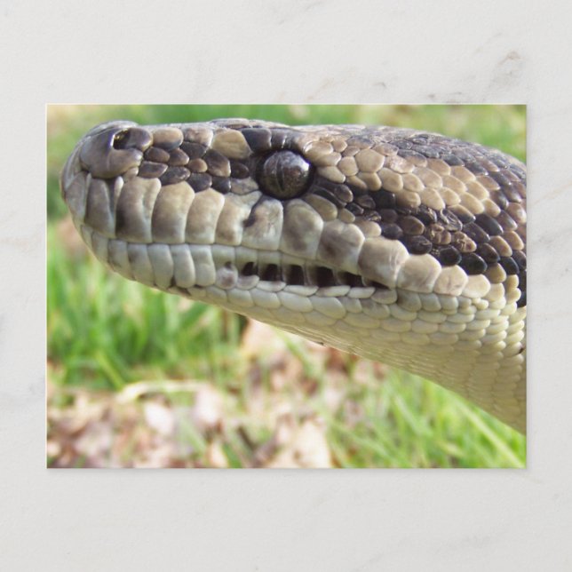 Postal Carpet Python (Anverso)
