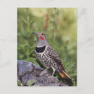 Postal Carpintero americano, Colaptes auratus, de eje roj