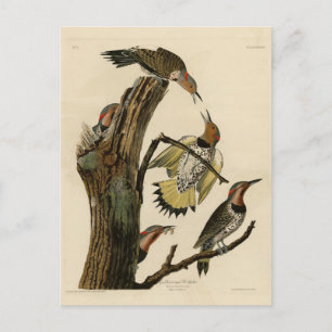 Postal Carpintero americano de la obra de Audubon Birds o