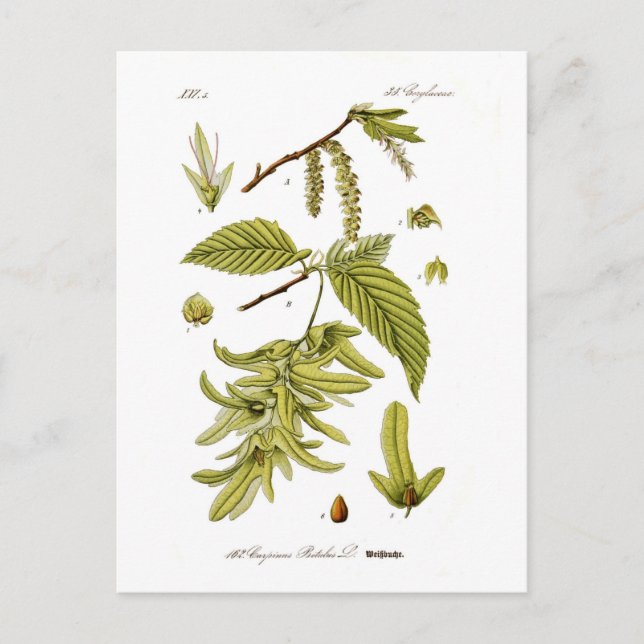 Postal Carpinus betulus (viga hornga europea) (Anverso)