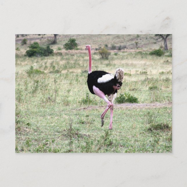 Postal carrera de avestruz (Anverso)