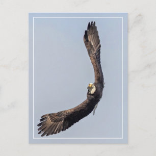 Postal Carrera de cielo de Águila Calva