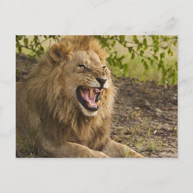 Postal Carrera de leones machos (Panthera leo), Okavango (Anverso)