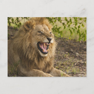 Postal Carrera de leones machos (Panthera leo), Okavango