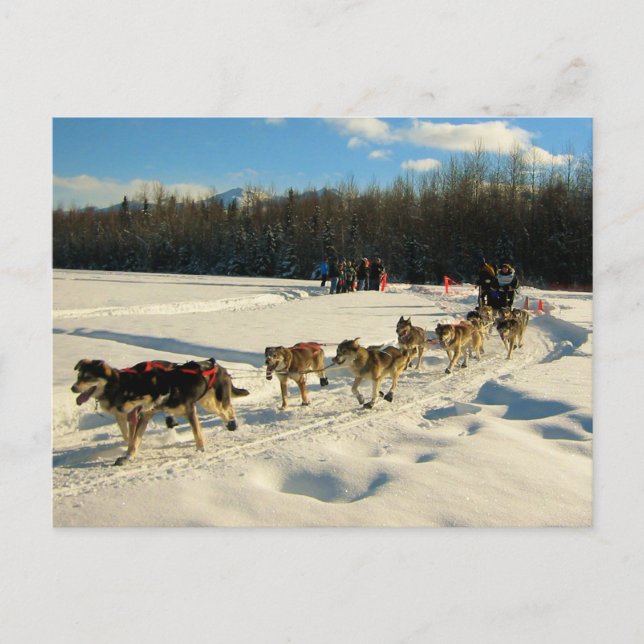 Postal Carrera de Trineos de Perros del Sendero Iditarod (Anverso)