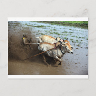 Postal Carrera tradicional de toros en arrozales Sumatra