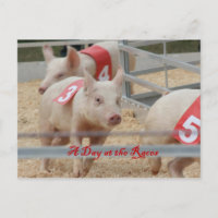 Carreras de cerdo, fotografía de raza de cerdo, ce
