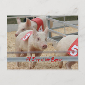 Postal Carreras de cerdo, fotografía de raza de cerdo, ce