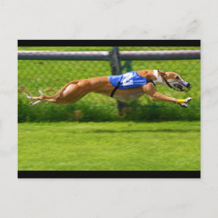 Postal Carreras de Greyhound