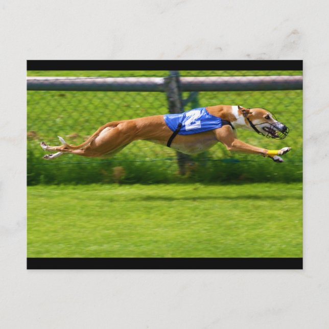Postal Carreras de Greyhound (Anverso)