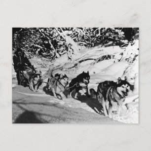 Postal carreras de trineo Vintage Alaska eskimo Malamute