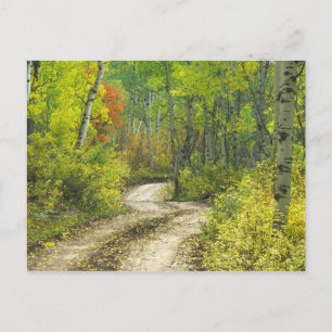 Postal Carretera con colores de otoño y álamos en Kebler