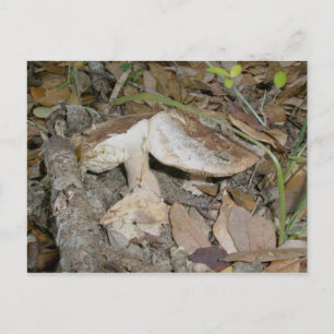 Postal Carretera de la naturaleza Hongos marrones