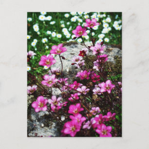 Postal Carretera de Saxifraga 2