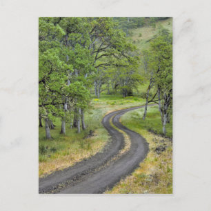 Postal Carretera rural a través de árboles, Oregon