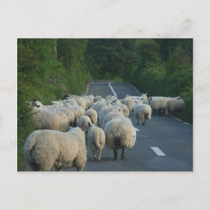 Postal Carreteras de ovino