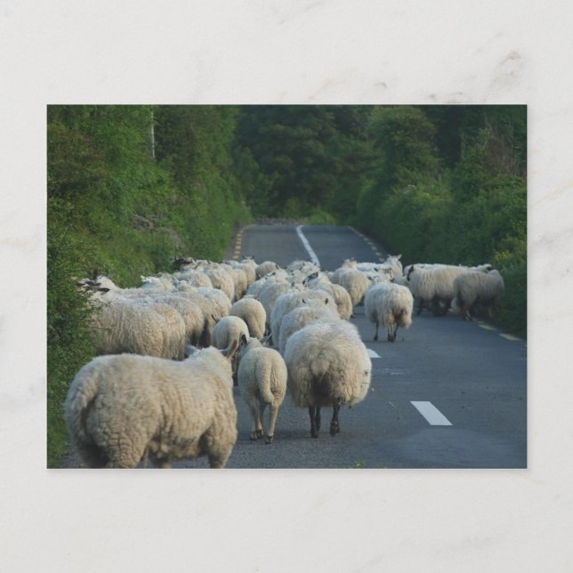 Postal Carreteras de ovino (Anverso)