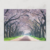 Carril de la flor de cerezo