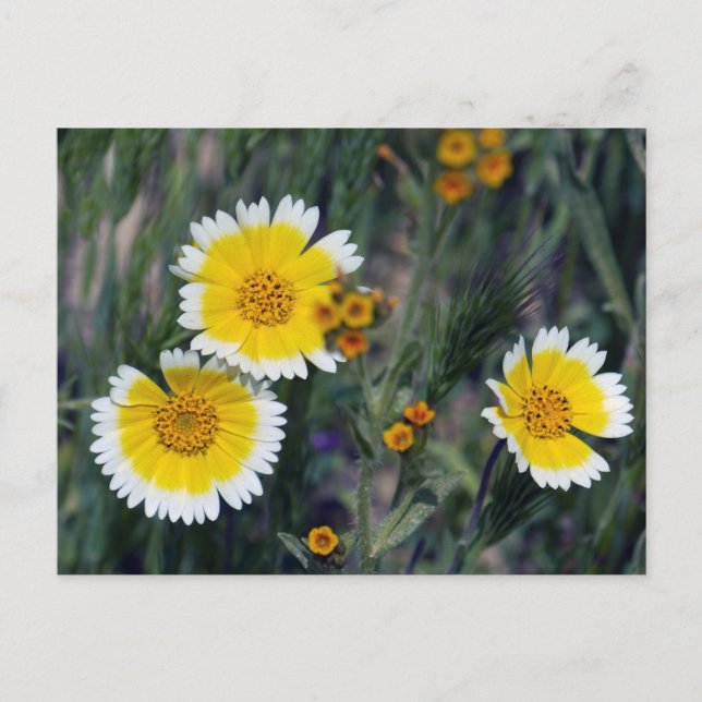 Postal Carrizo Plain Wildflowers (Anverso)