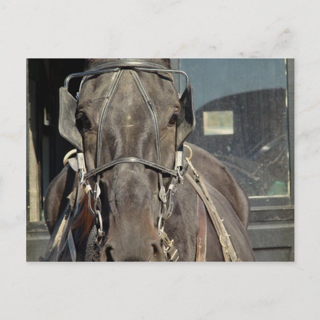 Postal Carruaje Amish Caballo (Anverso)