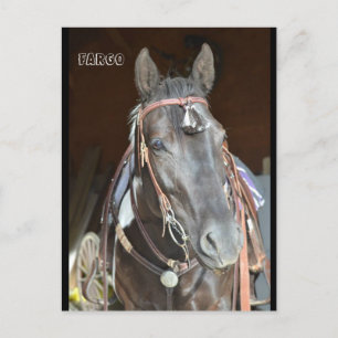 Postal carta de caballo pinto mare Fargo