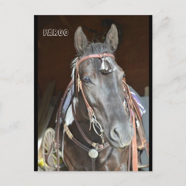 Postal carta de caballo pinto mare Fargo (Anverso)
