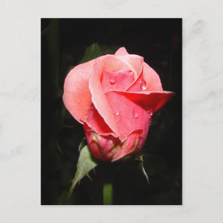 Postal carta de caídas de lluvia Rosa